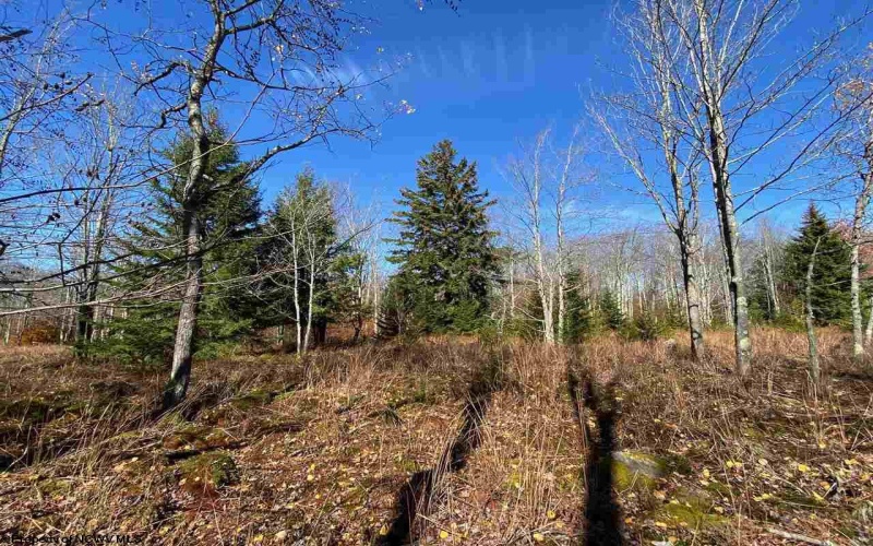 Lot 9 Chickadee Drive, Davis, West Virginia 26260, ,Lots/land,For Sale,Chickadee,10159748