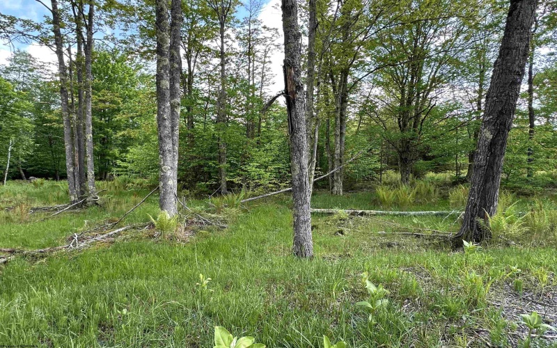 Lot 9 Chickadee Drive, Davis, West Virginia 26260, ,Lots/land,For Sale,Chickadee,10159748