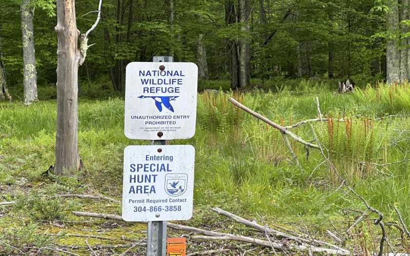 Lot 9 Chickadee Drive, Davis, West Virginia 26260, ,Lots/land,For Sale,Chickadee,10159748