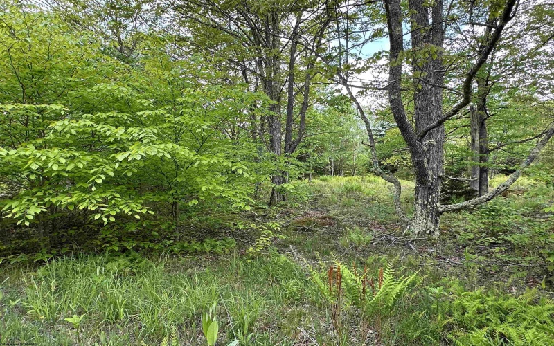 Lot 9 Chickadee Drive, Davis, West Virginia 26260, ,Lots/land,For Sale,Chickadee,10159748