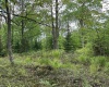 Lot 9 Chickadee Drive, Davis, West Virginia 26260, ,Lots/land,For Sale,Chickadee,10159748