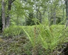 Lot 9 Chickadee Drive, Davis, West Virginia 26260, ,Lots/land,For Sale,Chickadee,10159748