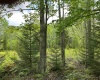 Lot 9 Chickadee Drive, Davis, West Virginia 26260, ,Lots/land,For Sale,Chickadee,10159748