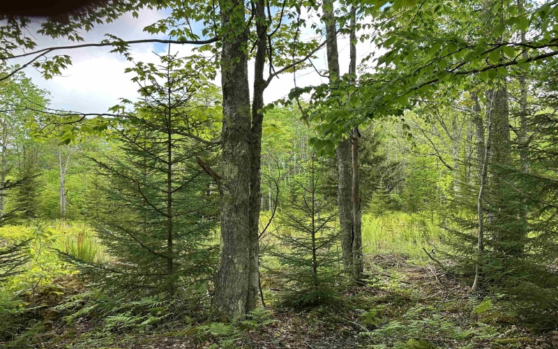 Lot 9 Chickadee Drive, Davis, West Virginia 26260, ,Lots/land,For Sale,Chickadee,10159748