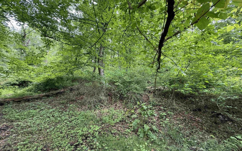 TBD Harner Street, Morgantown, West Virginia 26501, ,Lots/land,For Sale,Harner,10159783