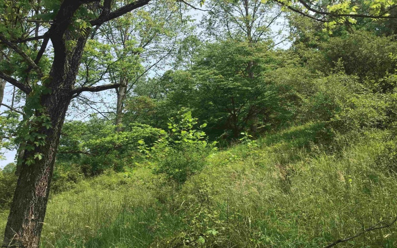 25 Bens Run Road, Orlando, West Virginia 26412, ,Lots/land,For Sale,Bens Run,10159829