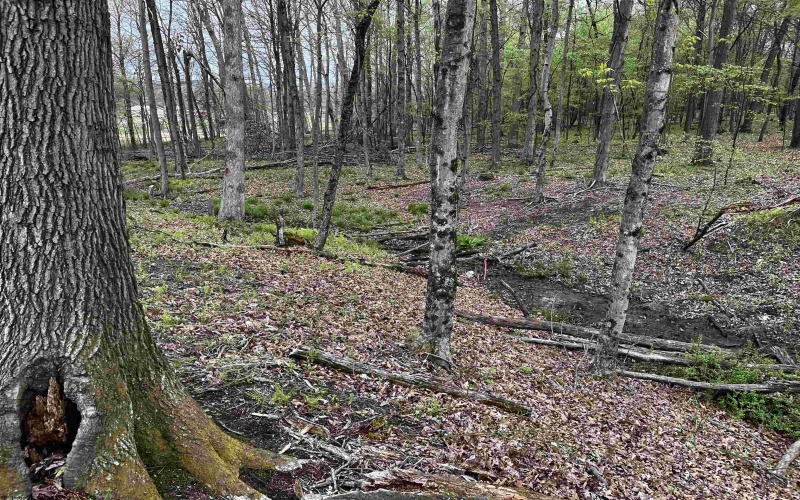 TBD West Street, Reedsville, West Virginia 26547, ,Lots/land,For Sale,West,10159870