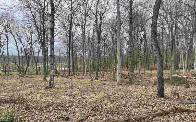 TBD West Street, Reedsville, West Virginia 26547, ,Lots/land,For Sale,West,10159870