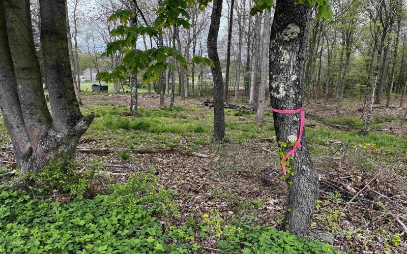 TBD West Street, Reedsville, West Virginia 26547, ,Lots/land,For Sale,West,10159870