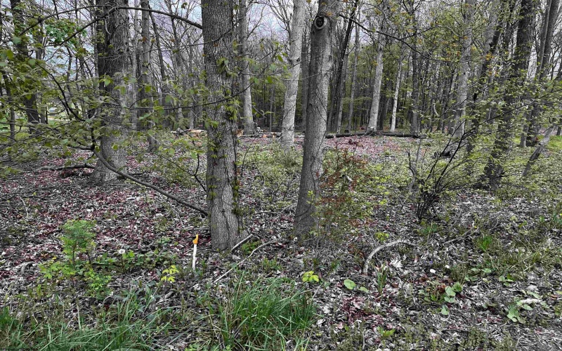 TBD West Street, Reedsville, West Virginia 26547, ,Lots/land,For Sale,West,10159870