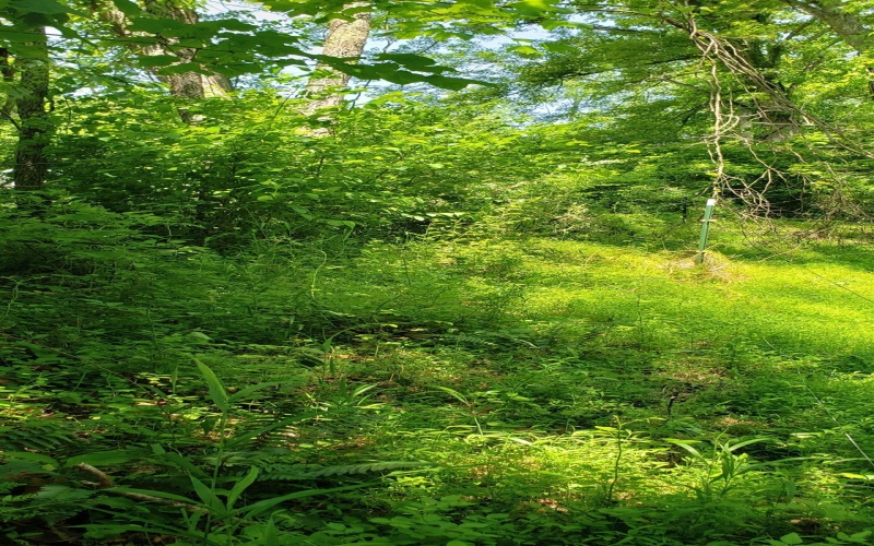 TBD Hope Hill Road, Mannington, West Virginia 26582, ,Lots/land,For Sale,Hope Hill,10159868