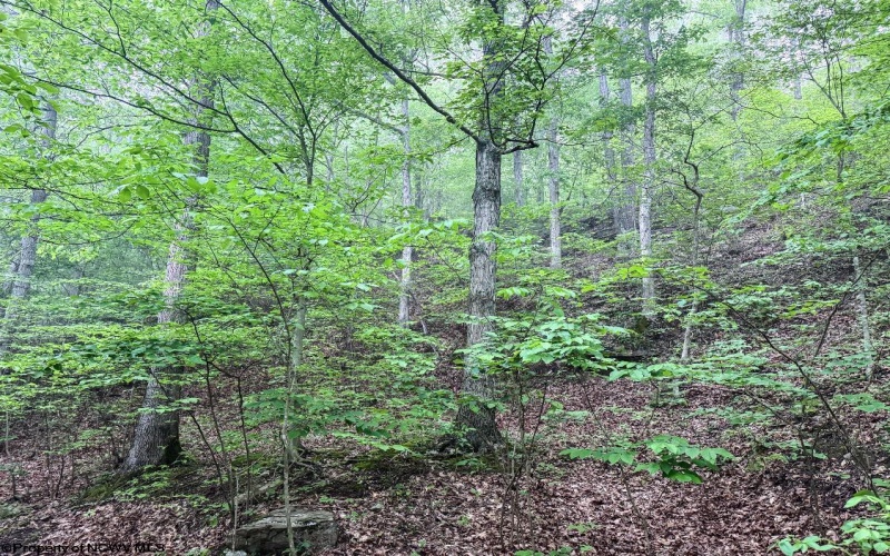 TBD Shortline Highway, New Martinsville, West Virginia 26162, ,Lots/land,For Sale,Shortline,10159922