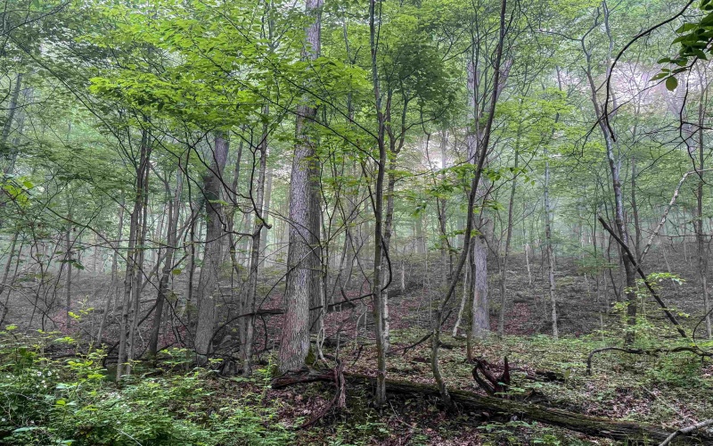 TBD Shortline Highway, New Martinsville, West Virginia 26162, ,Lots/land,For Sale,Shortline,10159922