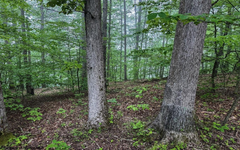 TBD Shortline Highway, New Martinsville, West Virginia 26162, ,Lots/land,For Sale,Shortline,10159922