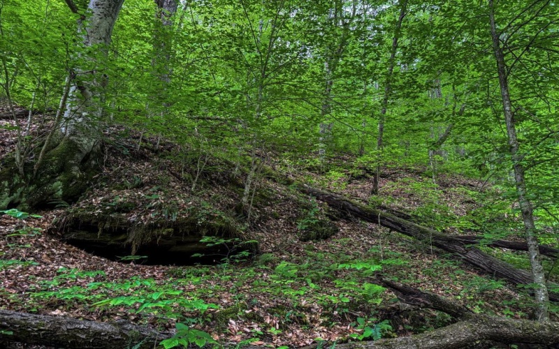 TBD Right Hand Road, Pine Grove, West Virginia 26419, ,Lots/land,For Sale,Right Hand,10159923
