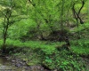 TBD Right Hand Road, Pine Grove, West Virginia 26419, ,Lots/land,For Sale,Right Hand,10159923