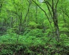 TBD Right Hand Road, Pine Grove, West Virginia 26419, ,Lots/land,For Sale,Right Hand,10159923