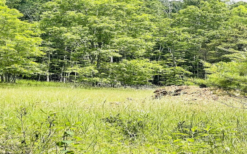 873 Arlie Simmons Road, Franklin, West Virginia 26807, ,Lots/land,For Sale,Arlie Simmons,10159958
