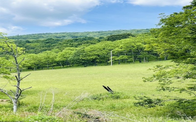 873 Arlie Simmons Road, Franklin, West Virginia 26807, ,Lots/land,For Sale,Arlie Simmons,10159958
