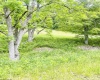 873 Arlie Simmons Road, Franklin, West Virginia 26807, ,Lots/land,For Sale,Arlie Simmons,10159958
