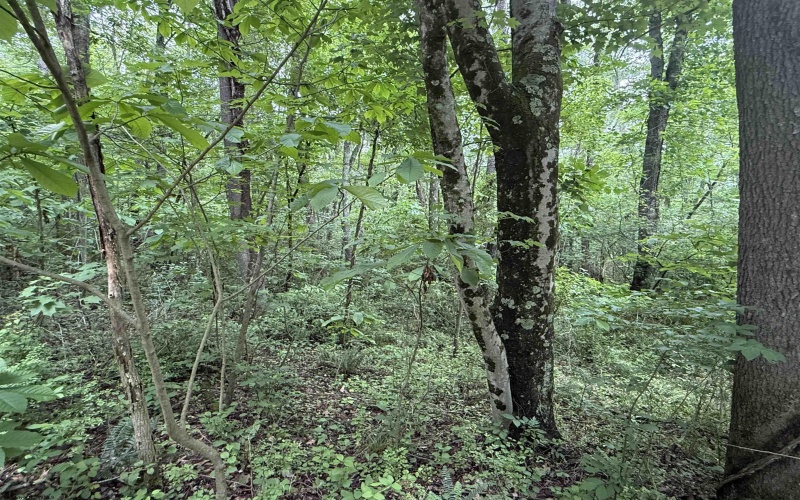 Lot 1 ROCHELLE Road, Grafton, West Virginia 26354, ,Lots/land,For Sale,ROCHELLE,10159978
