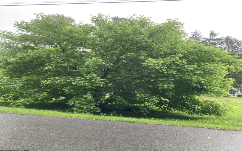 239 Morgan Street, Kingwood, West Virginia 26537, ,Lots/land,For Sale,Morgan,10159983