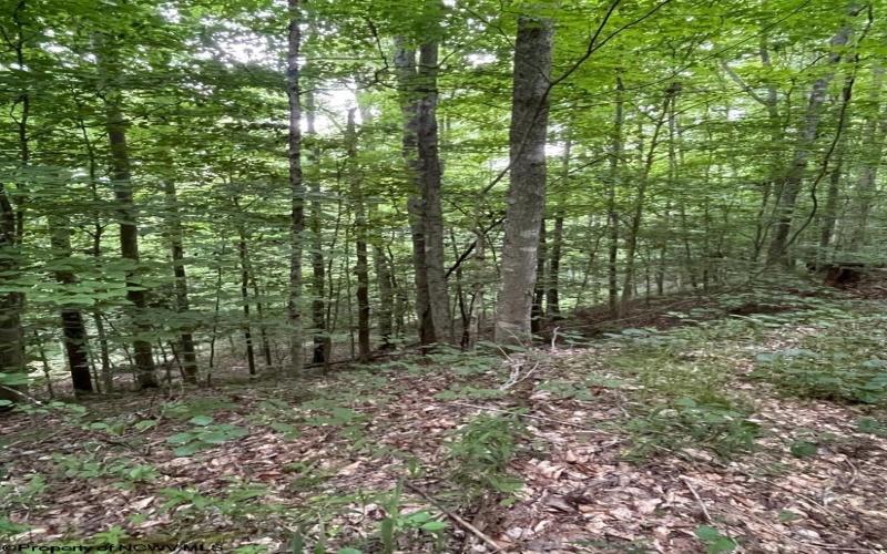 TBD Weirlong Road, Clendenin, West Virginia 25045, ,Lots/land,For Sale,Weirlong,10160088