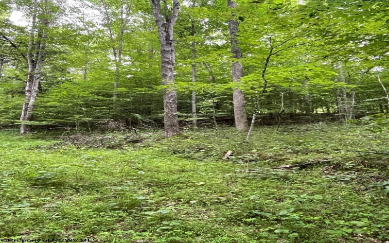 TBD Weirlong Road, Clendenin, West Virginia 25045, ,Lots/land,For Sale,Weirlong,10160088