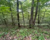 TBD Weirlong Road, Clendenin, West Virginia 25045, ,Lots/land,For Sale,Weirlong,10160088