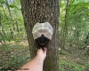TBD Iron Town Road, Independence, West Virginia 26374, ,Lots/land,For Sale,Iron Town,10160083
