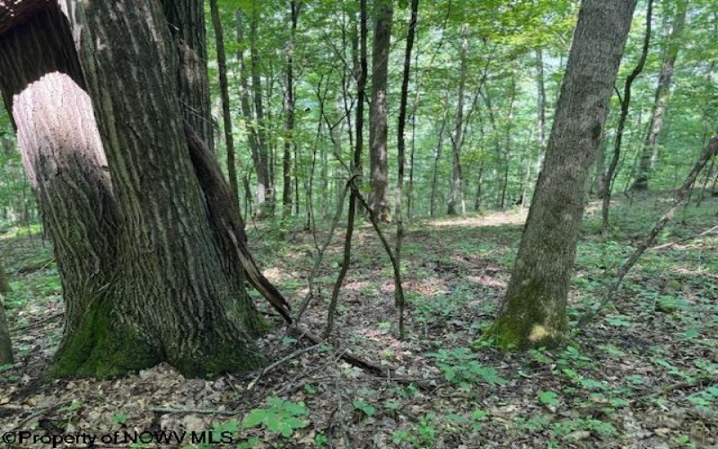 TBD Iron Town Road, Independence, West Virginia 26374, ,Lots/land,For Sale,Iron Town,10160083