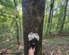 TBD Iron Town Road, Independence, West Virginia 26374, ,Lots/land,For Sale,Iron Town,10160083