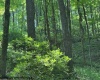 TBD Iron Town Road, Independence, West Virginia 26374, ,Lots/land,For Sale,Iron Town,10160083
