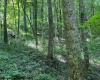 TBD Iron Town Road, Independence, West Virginia 26374, ,Lots/land,For Sale,Iron Town,10160083