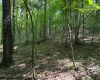 TBD Iron Town Road, Independence, West Virginia 26374, ,Lots/land,For Sale,Iron Town,10160083