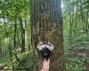 TBD Iron Town Road, Independence, West Virginia 26374, ,Lots/land,For Sale,Iron Town,10160083