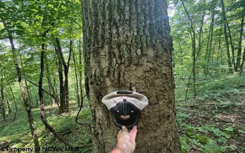 TBD Iron Town Road, Independence, West Virginia 26374, ,Lots/land,For Sale,Iron Town,10160083