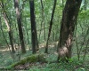 TBD Iron Town Road, Independence, West Virginia 26374, ,Lots/land,For Sale,Iron Town,10160083