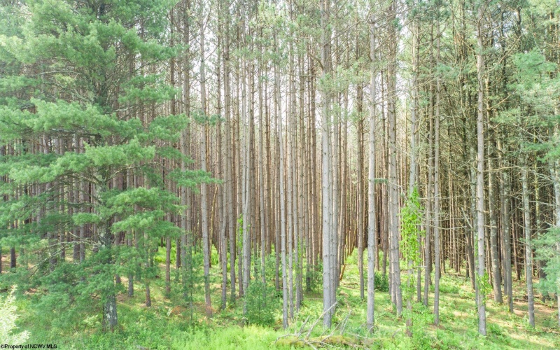 TBD Compressor Station Road, Bruceton Mills, West Virginia 26525, ,Lots/land,For Sale,Compressor Station,10160086