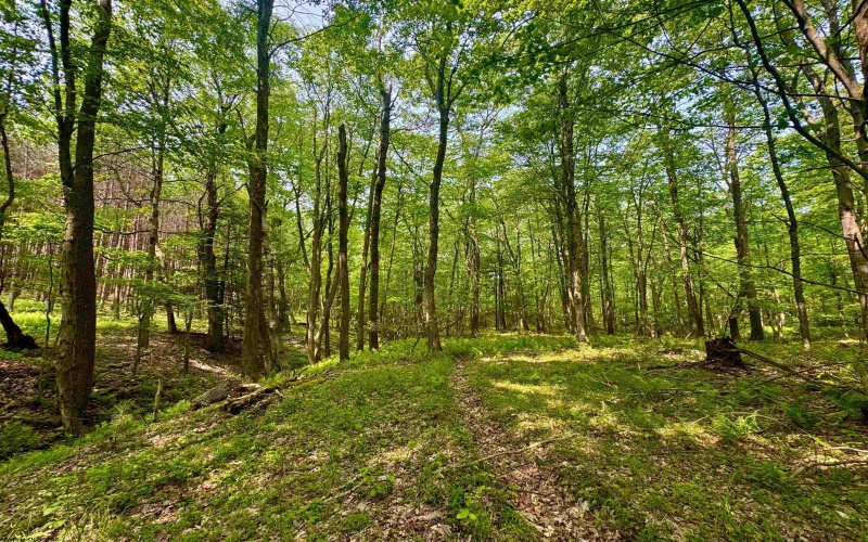 TBD Compressor Station Road, Bruceton Mills, West Virginia 26525, ,Lots/land,For Sale,Compressor Station,10160086