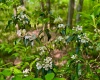 TBD Compressor Station Road, Bruceton Mills, West Virginia 26525, ,Lots/land,For Sale,Compressor Station,10160086