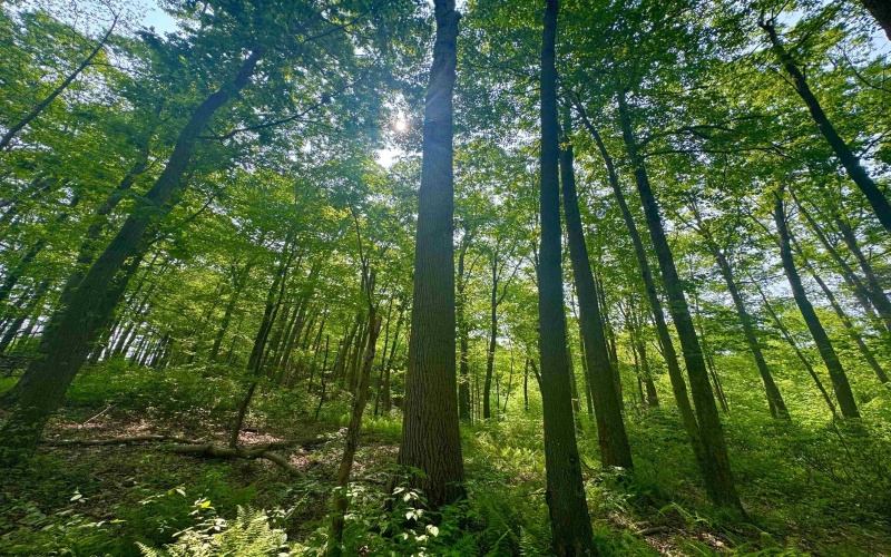 TBD Compressor Station Road, Bruceton Mills, West Virginia 26525, ,Lots/land,For Sale,Compressor Station,10160086