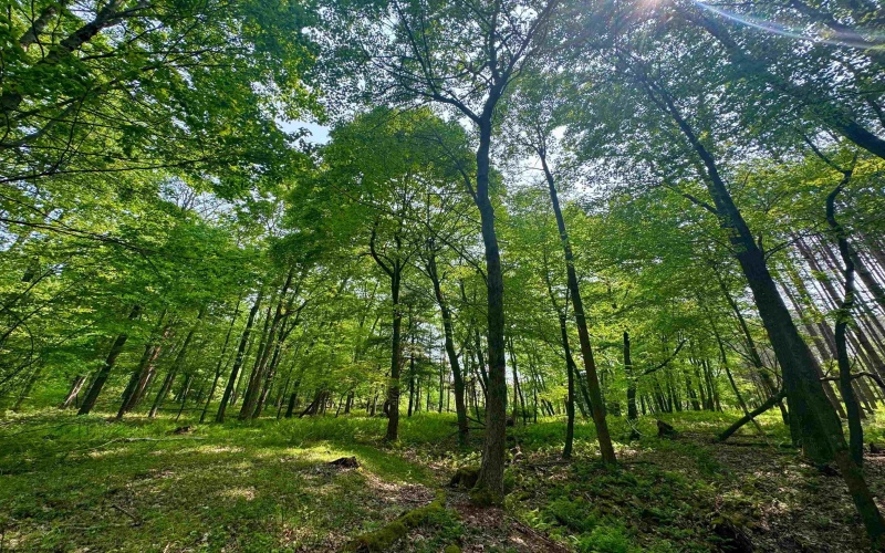 TBD Compressor Station Road, Bruceton Mills, West Virginia 26525, ,Lots/land,For Sale,Compressor Station,10160086