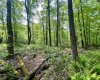 TBD Compressor Station Road, Bruceton Mills, West Virginia 26525, ,Lots/land,For Sale,Compressor Station,10160086