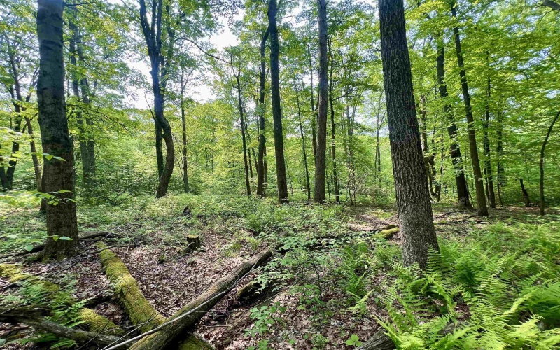 TBD Compressor Station Road, Bruceton Mills, West Virginia 26525, ,Lots/land,For Sale,Compressor Station,10160086