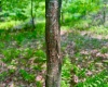 TBD Compressor Station Road, Bruceton Mills, West Virginia 26525, ,Lots/land,For Sale,Compressor Station,10160086