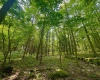 TBD Compressor Station Road, Bruceton Mills, West Virginia 26525, ,Lots/land,For Sale,Compressor Station,10160086