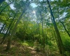 TBD Compressor Station Road, Bruceton Mills, West Virginia 26525, ,Lots/land,For Sale,Compressor Station,10160086
