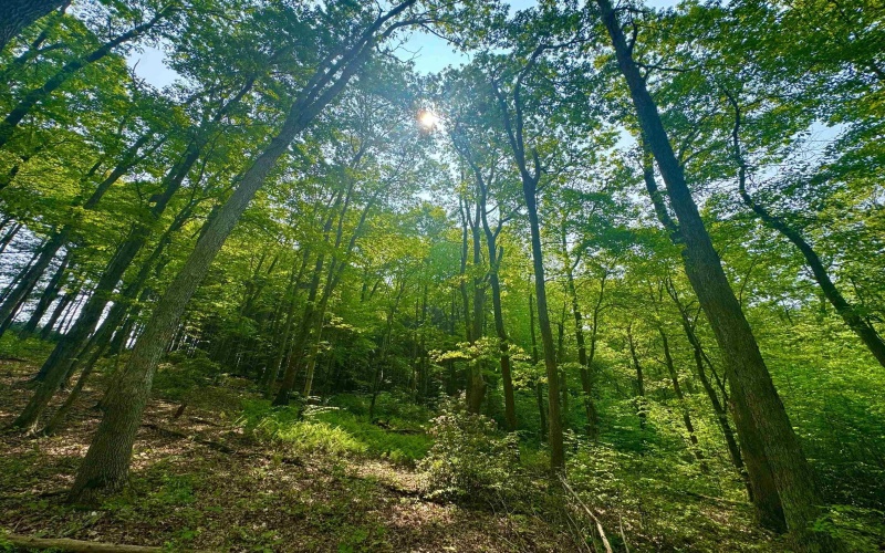 TBD Compressor Station Road, Bruceton Mills, West Virginia 26525, ,Lots/land,For Sale,Compressor Station,10160086