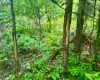TBD Compressor Station Road, Bruceton Mills, West Virginia 26525, ,Lots/land,For Sale,Compressor Station,10160086